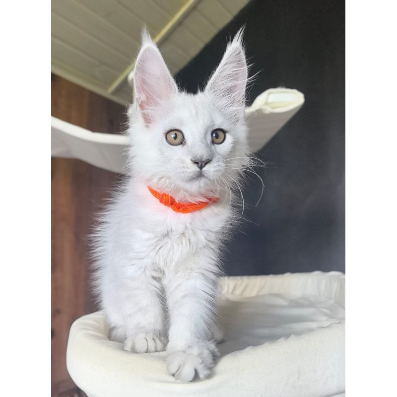 Maine Coon NOV Ulina