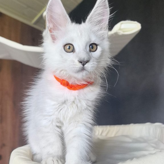 Maine Coon NOV Ulina