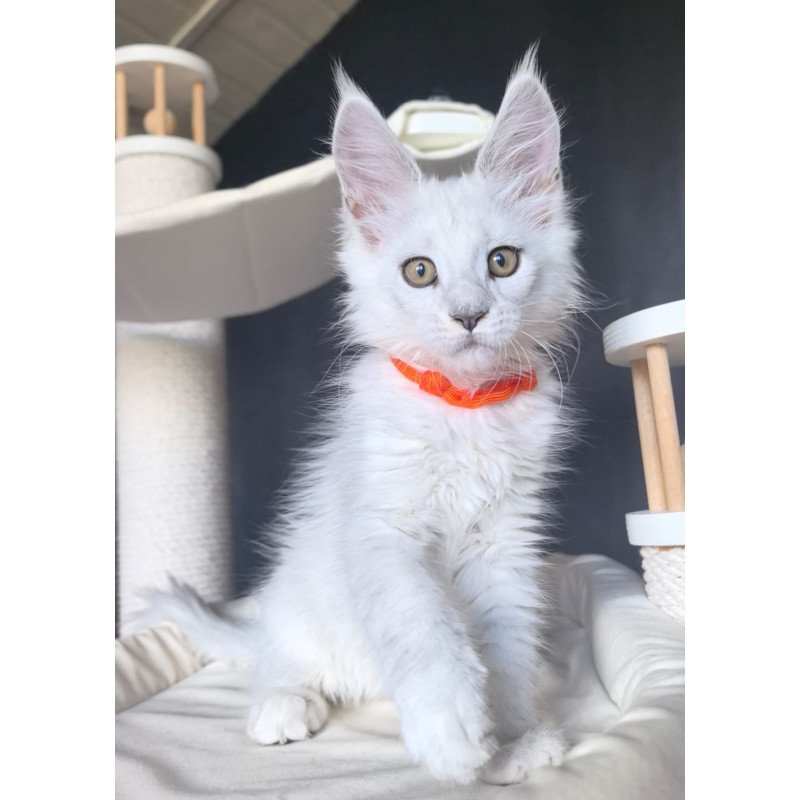 Maine Coon NOV Ulina