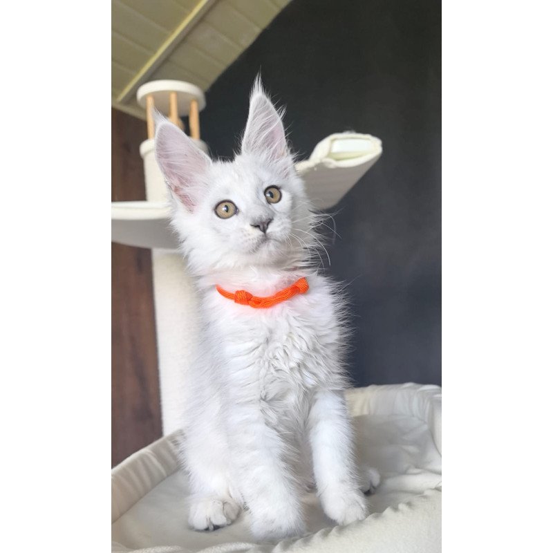 Maine Coon NOV Ulina