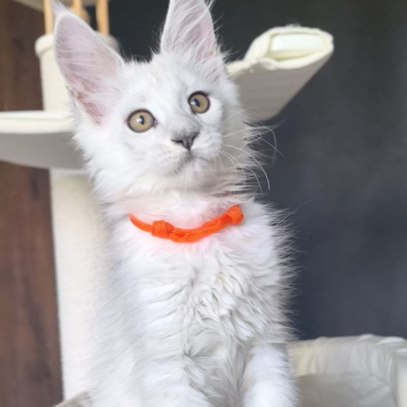 Maine Coon NOV Ulina