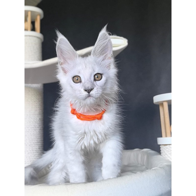 Maine Coon NOV Ulina