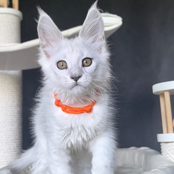 Maine Coon NOV Ulina
