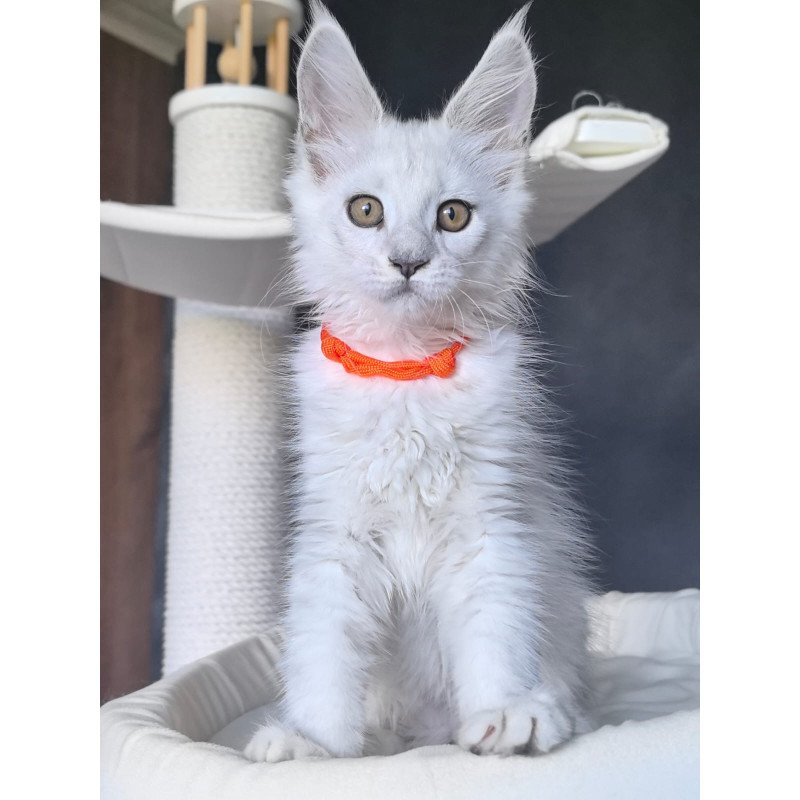 Maine Coon NOV Ulina