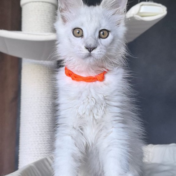Maine Coon NOV Ulina