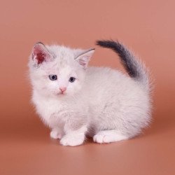 Munchkin Hugo
