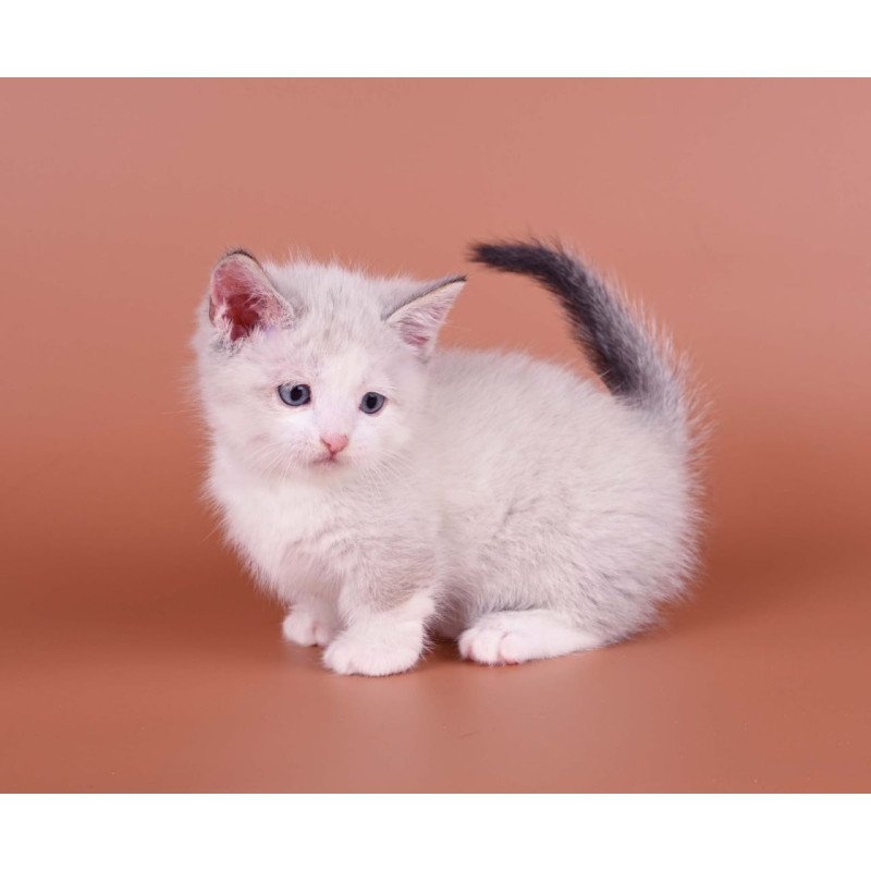Munchkin Hugo