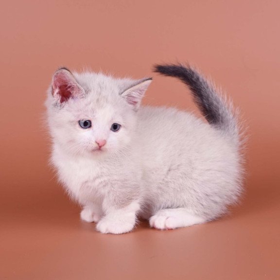 Munchkin Hugo