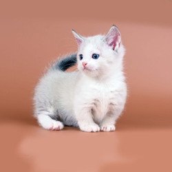 Munchkin Hugo