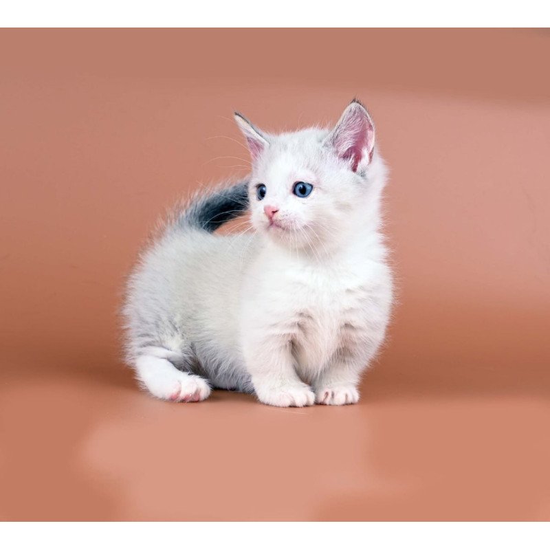 Munchkin Hugo