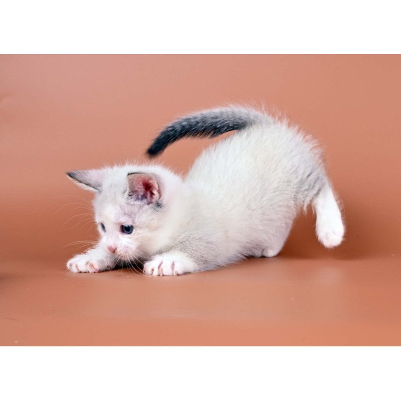 Munchkin Hugo