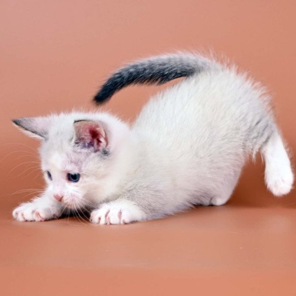 Munchkin Hugo