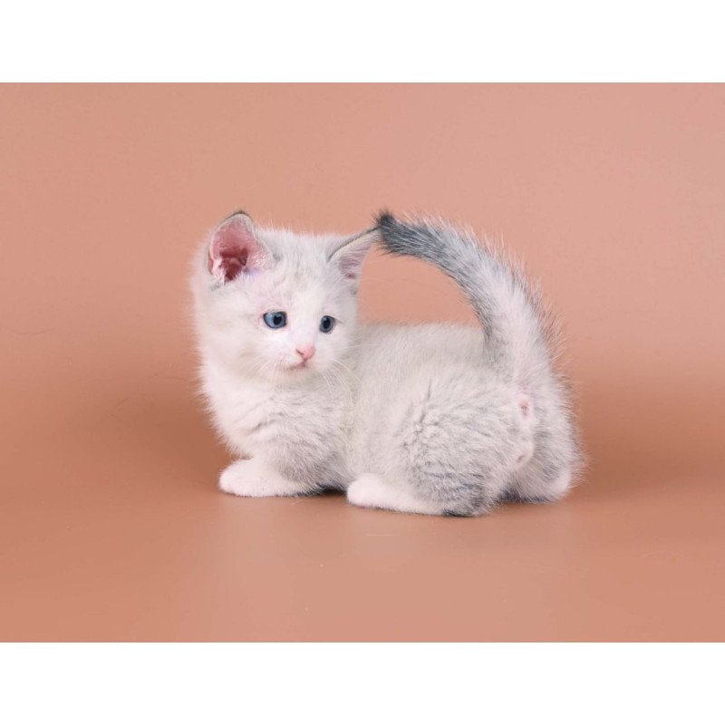 Munchkin Hugo