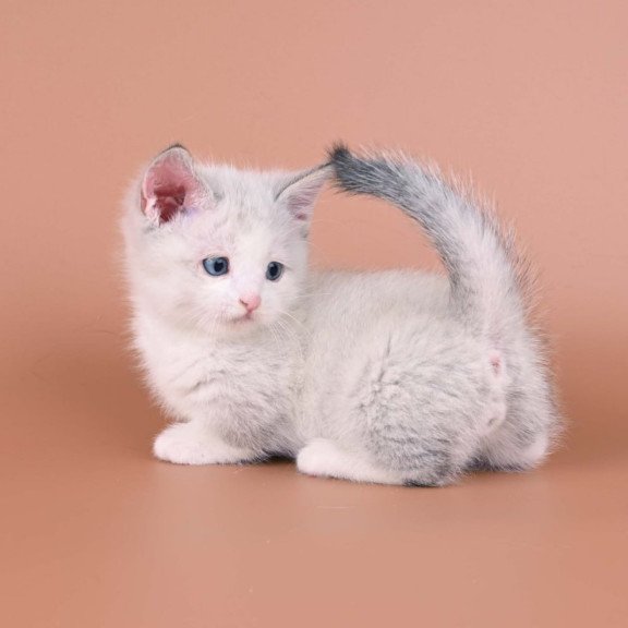 Munchkin Hugo