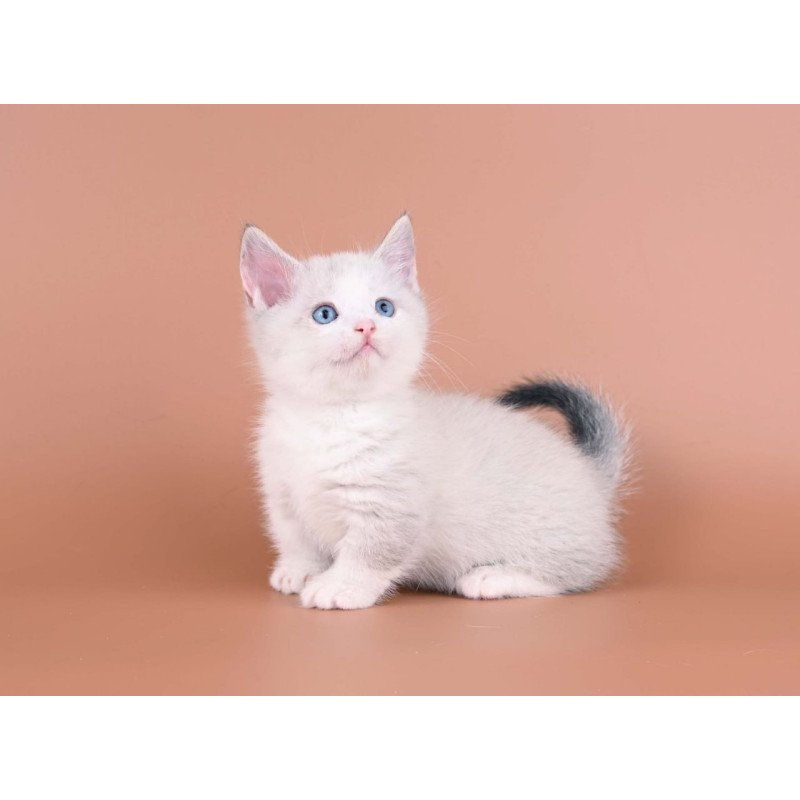 Munchkin Hugo