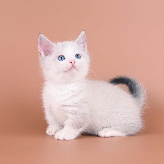 Munchkin Hugo