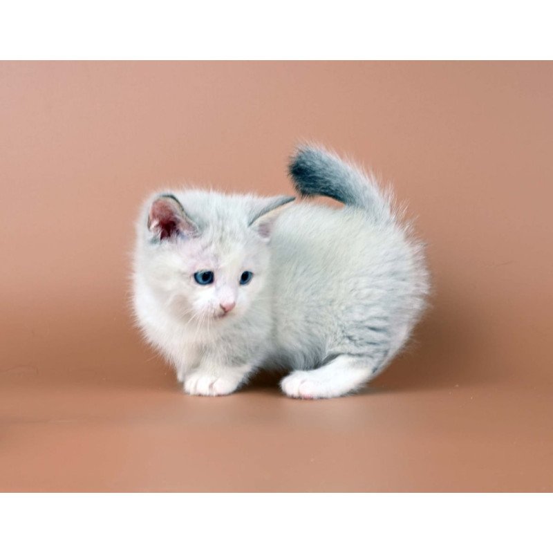 Munchkin Hugo