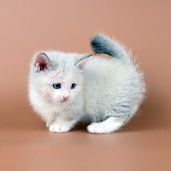 Munchkin Hugo
