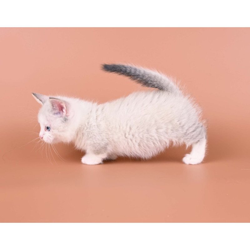 Munchkin Hugo