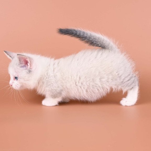 Munchkin Hugo