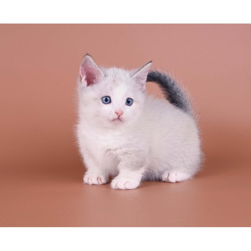 Munchkin Hugo