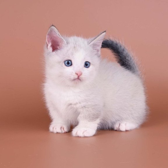 Munchkin Hugo