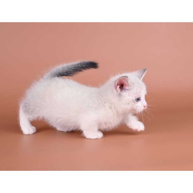 Munchkin Hugo