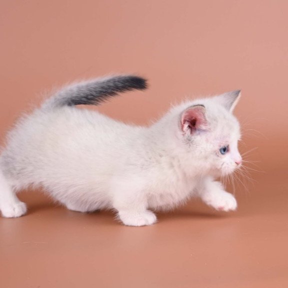 Munchkin Hugo