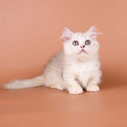 Munchkin Gerda