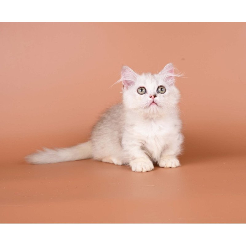 Munchkin Gerda
