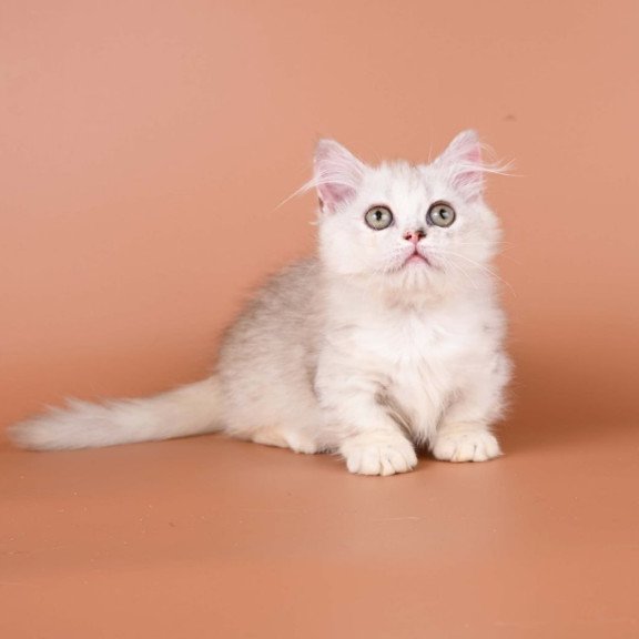 Munchkin Gerda