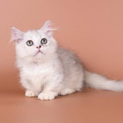 Munchkin Gerda