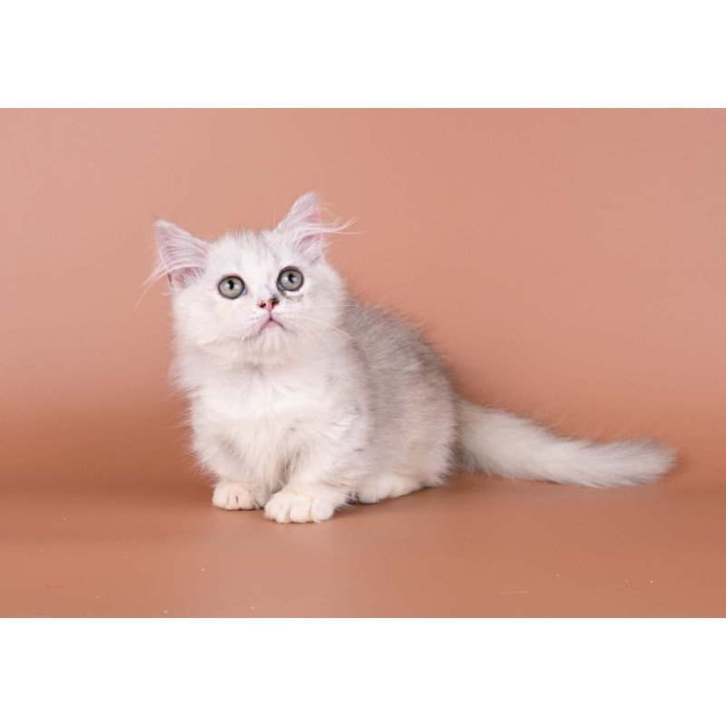 Munchkin Gerda