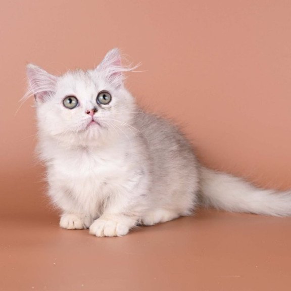 Munchkin Gerda