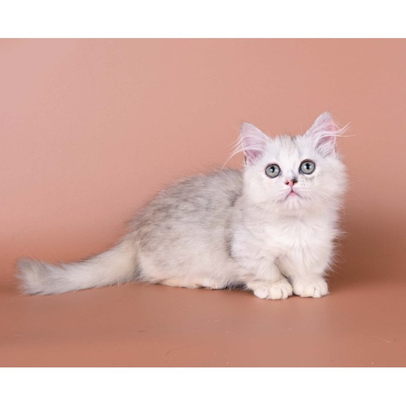Munchkin Gerda