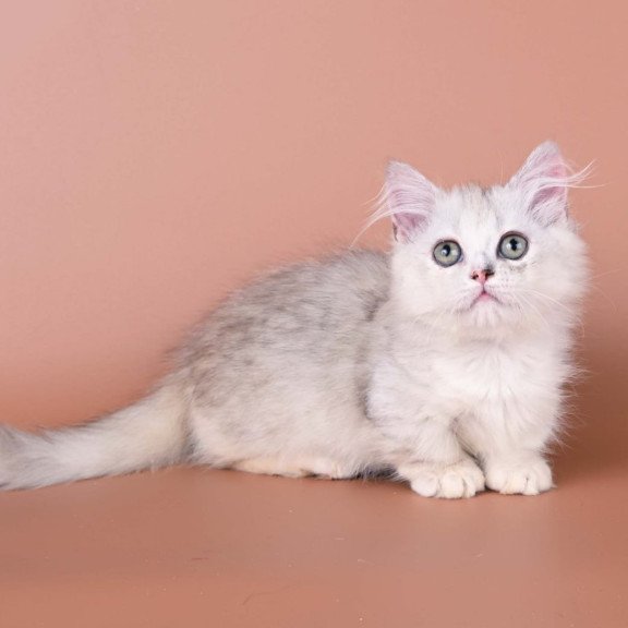 Munchkin Gerda