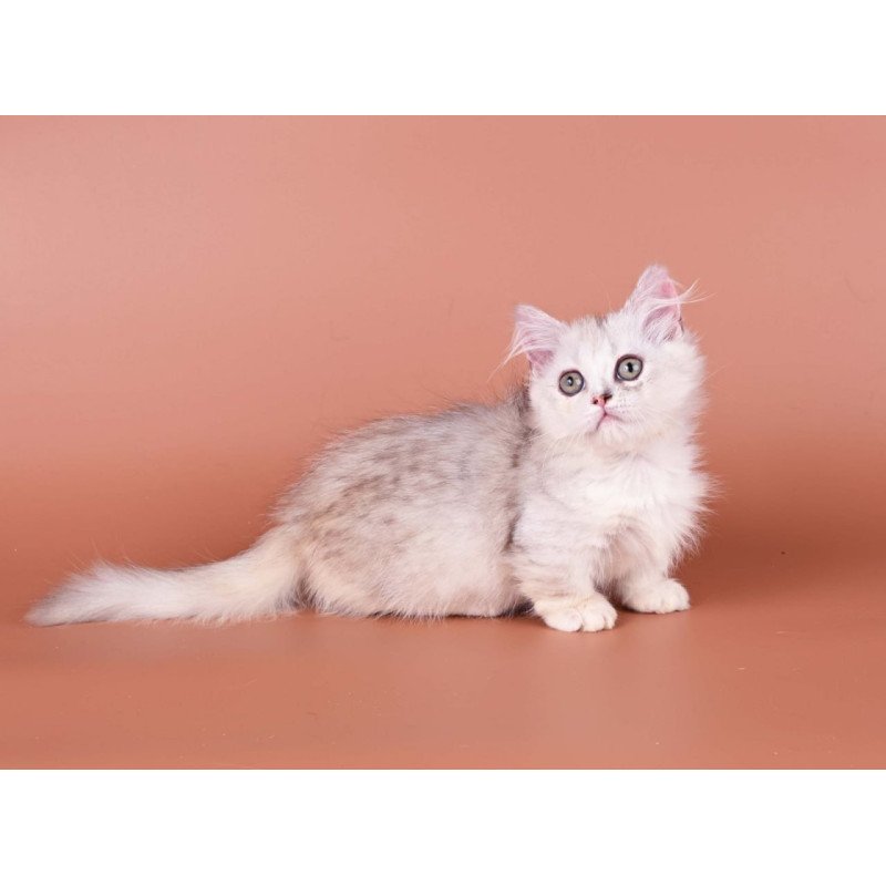 Munchkin Gerda