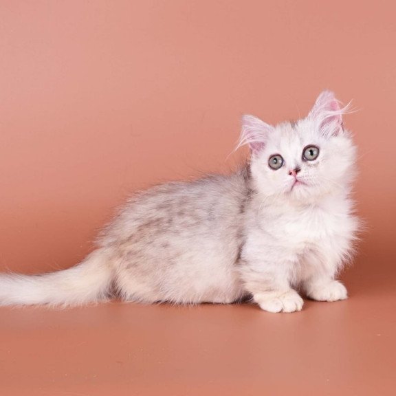 Munchkin Gerda