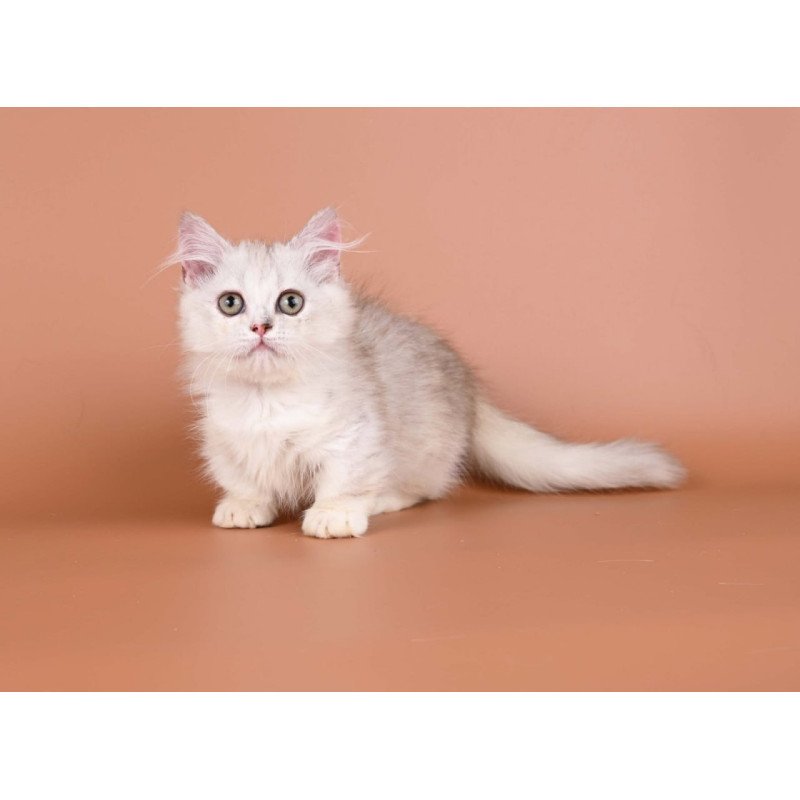 Munchkin Gerda