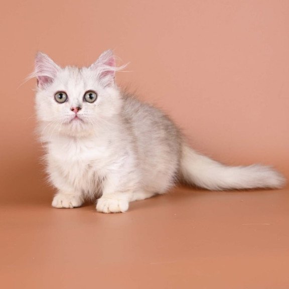 Munchkin Gerda
