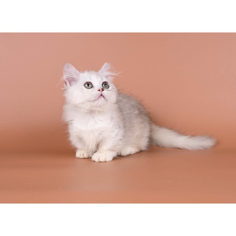 Munchkin Gerda