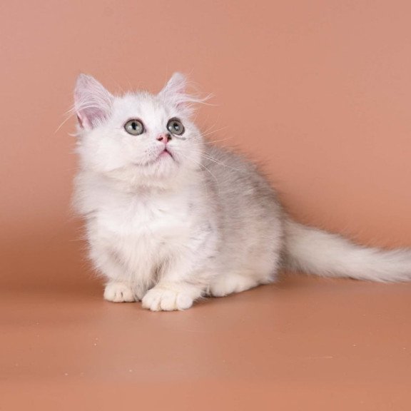 Munchkin Gerda