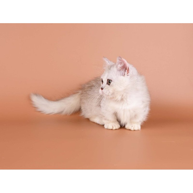 Munchkin Gerda