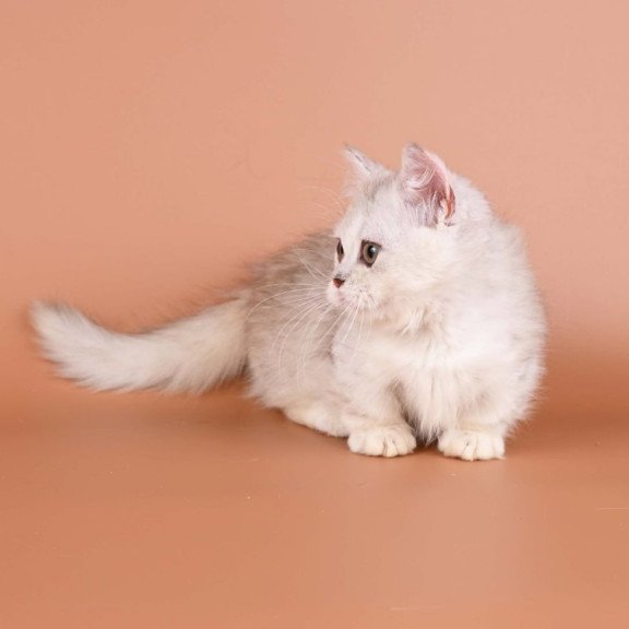Munchkin Gerda