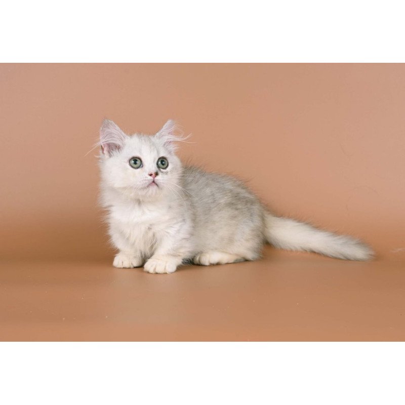 Munchkin Gerda