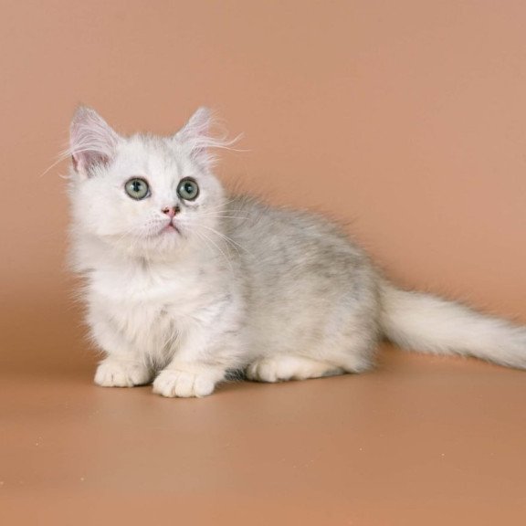 Munchkin Gerda