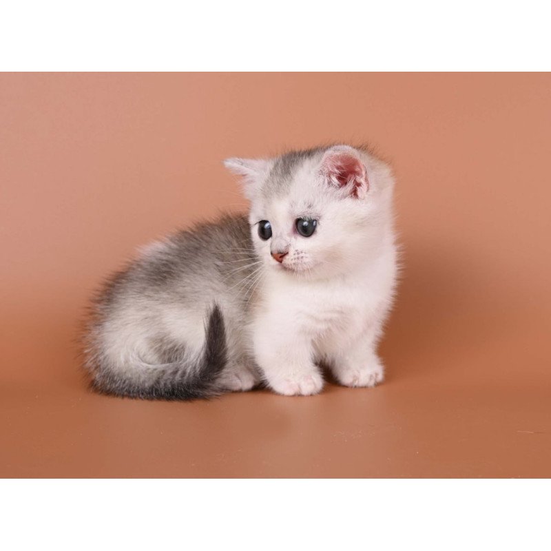 Munchkin Iris