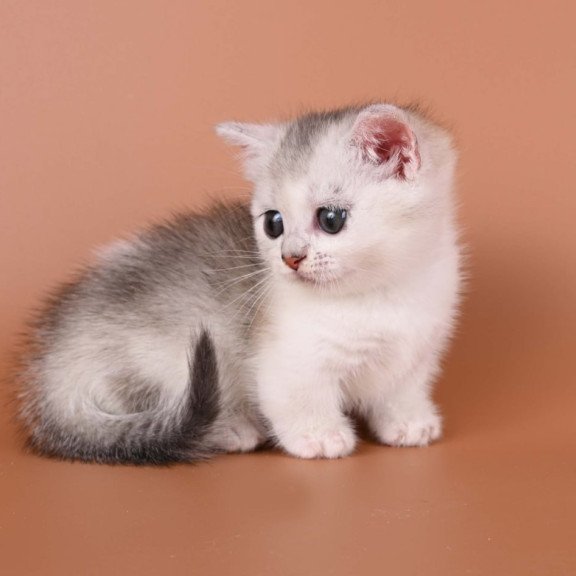 Munchkin Iris