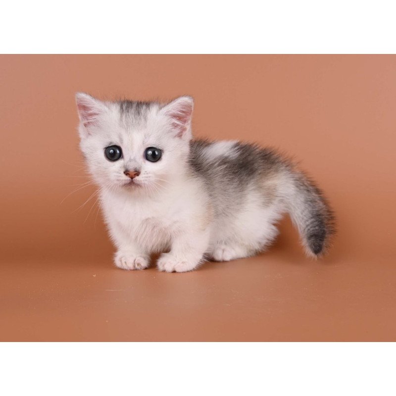 Munchkin Iris