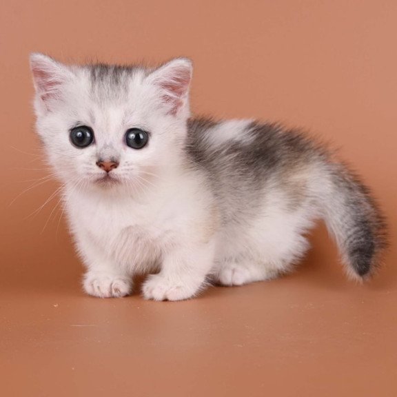 Munchkin Iris